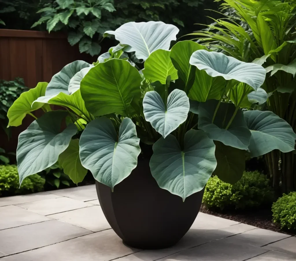 Hyper-realistic photo: Large dark Elephant Ears plant with bright green veins in pot, near brick steps and shrubs.